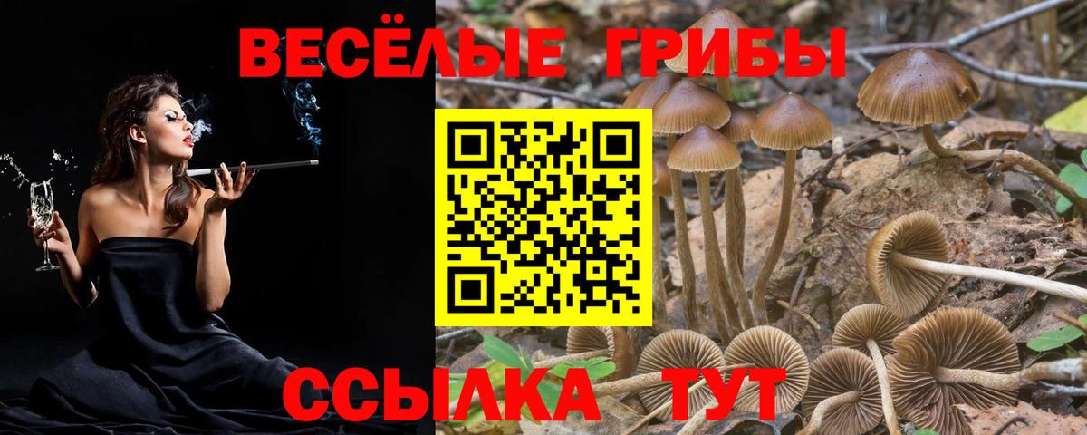 Галлюциногенные грибы Cubensis Новороссийск